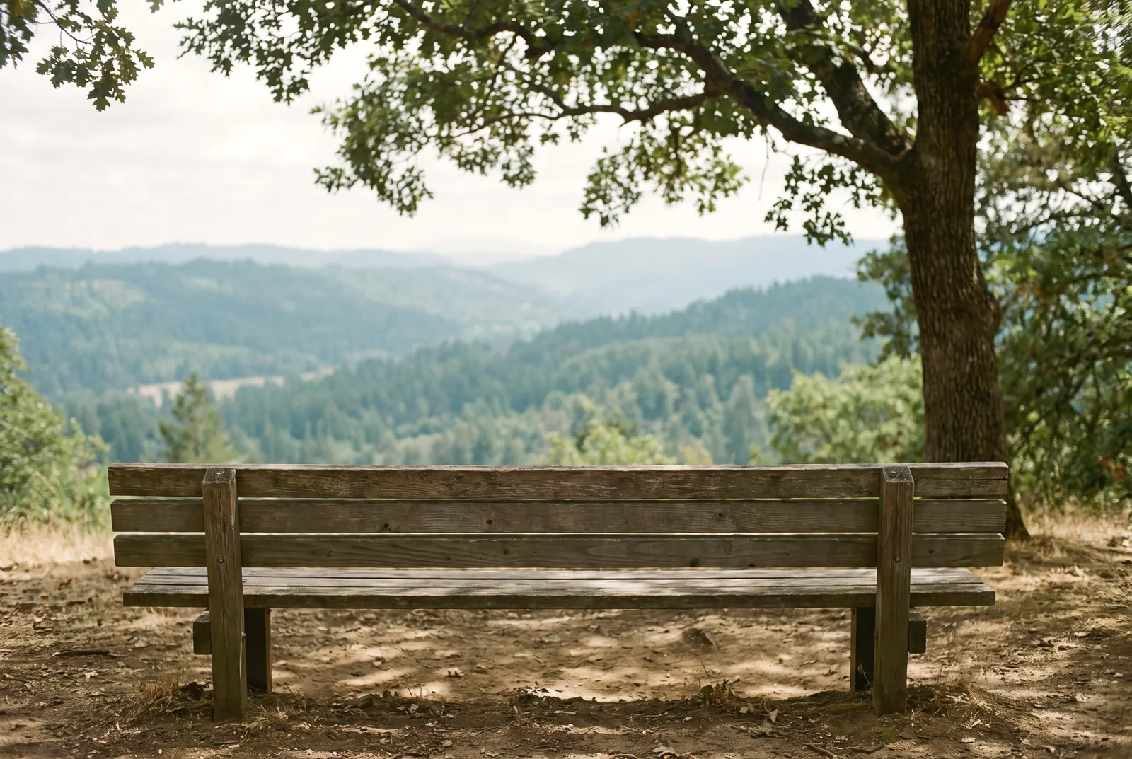 A long wooden bench in the shade of an oak, looking out over a valley
