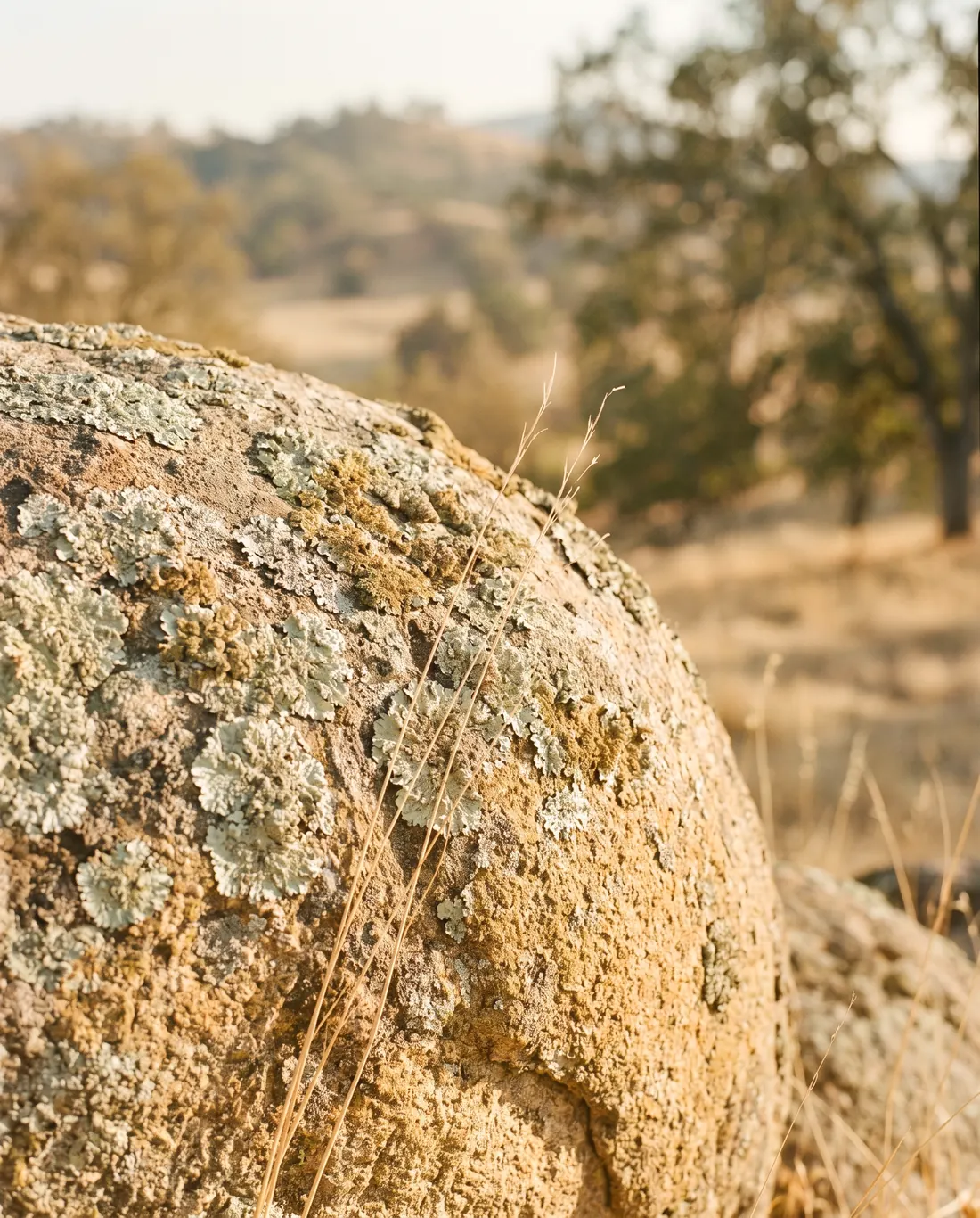 A warm granite boulder patterned with lichen beside dry grass